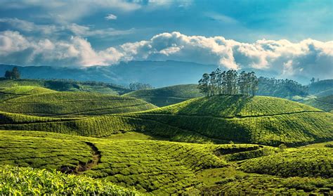 Top 10 Places To Visit In Munnar You Should Not Miss In 2023