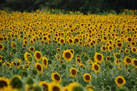1920x1080 Wallpaper Sunflower Field During Daylight Peakpx