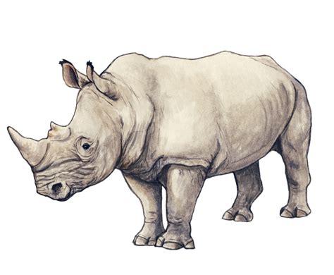Rhino By Silvercrossfox On Deviantart Rhino Illustration Rhino Art