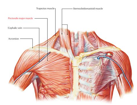 Chest Muscles Anatomy Human Anatomy Diagram Pectoralis Major Sexiz Pix