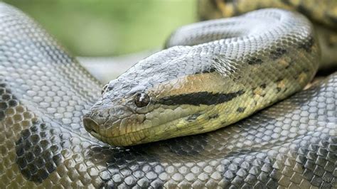 Green Anaconda Length Female Wild