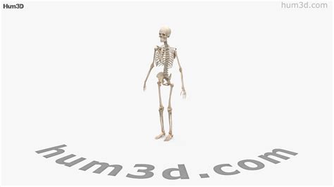 360 View Of Human Male Skeleton 3d Model Hum3d Store