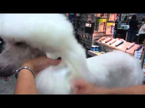 Dog ear hair removal poodle 2021. Dog Grooming - Poodle Ear Brushing - YouTube