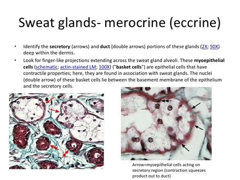 Skin Eccrinemerocrine Sweat Gland