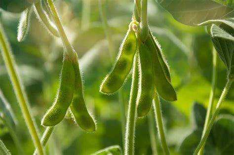 Soybean Plant Growing Uses And Needs Chickens Livestock
