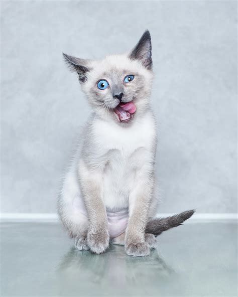 Siamese Kitten Funny Face Photograph By Calina Bell