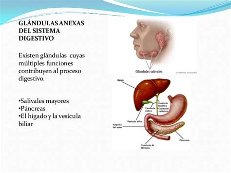 Tubo Digestivo Glándulas Anexas