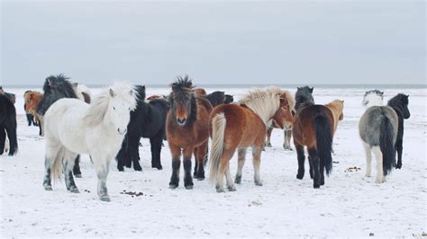 Gorgeous Icelandic Horses In Winter Season Stock Footage Sbv 338303645