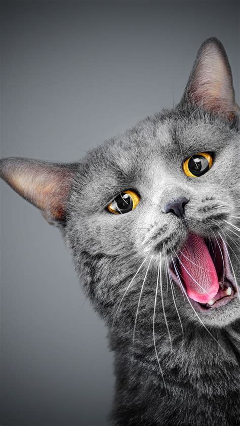 Wallpaper Cat Gray Funny Animals 5k Animals 16581