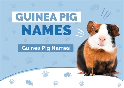 125 Cute Names For Guinea Pigs Male Female And Pairs Hepper