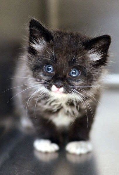 Blue Eyed Black White Kitten Animals Pet Photography Cats