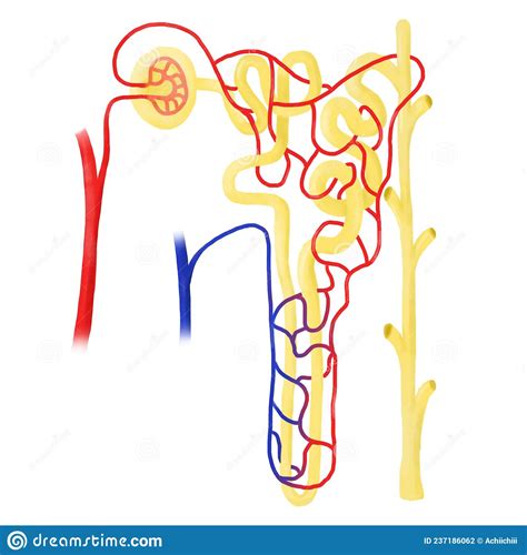 Anatomy Of Nephron In A Body Stock Illustration Illustration Of