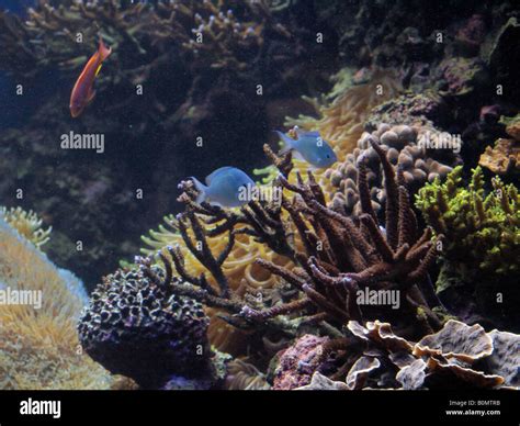 The Marine Life Hi Res Stock Photography And Images Alamy