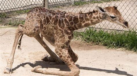 Baby Giraffe Takes Her First Steps At Zoo Miami Sun Sentinel