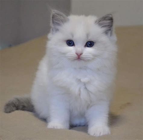 33 Hq Photos Ragdoll Kittens For Adoption Ragdoll Cats For Sale