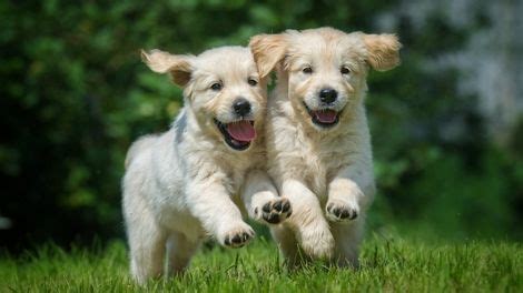Calculation amounts vary in relation to the puppy's breed, size, and age. Calcium Content Calculator for Large Breed Puppy Food ...