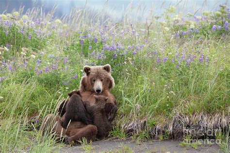 Momma Bear Admiring Her Cubs While Nursing Photograph By Linda D Lester