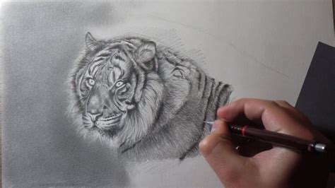 Imagen Imagen Dibujos De Tigres A L Piz F Ciles Thptletrongtan
