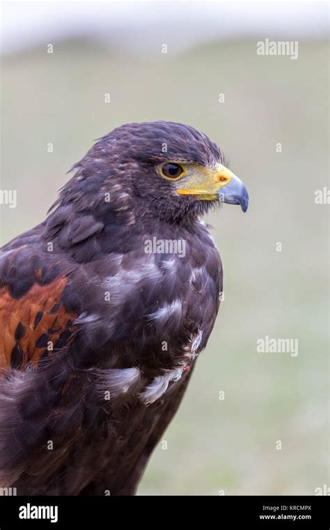 Close Up Of Brown Eagle Stock Photo Alamy