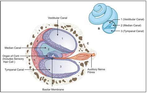 Explain The Structure Of Cochlea With The Help Of A Diagram Leef4n1ff