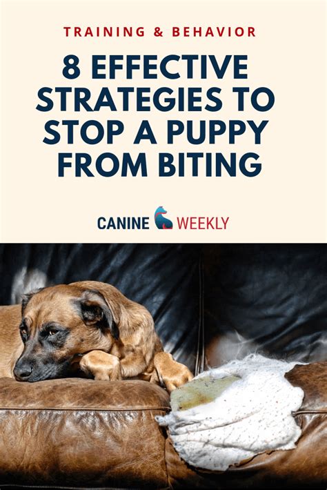 Never try to approach or touch an unfamiliar dog without first asking for the owner's permission. How to Stop a Puppy From Biting: 8 Helpful Strategies ...