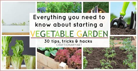 Brilliant Vegetable Garden Tips Tricks And Hacks For Starters