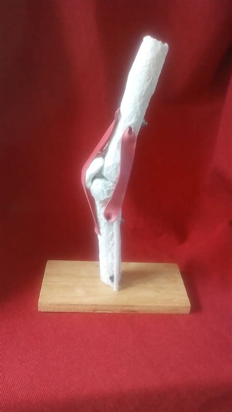 Enedina Nava † Blackmoon † Maqueta De Rodilla Para Secundaria