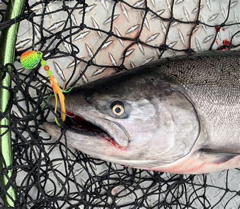 Fishing The Dirty Troll On The Columbia For Fall Chinook Stone Cold