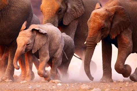 The Great Elephant Migration Across Zambia And Botswana Safari Zicasso