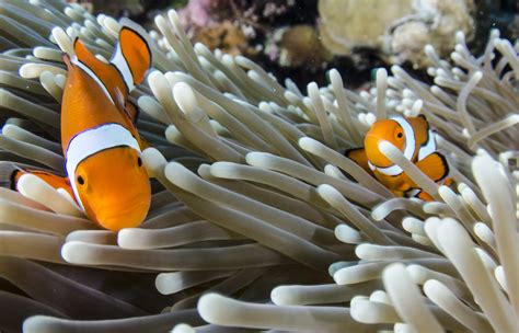 Sea Anemone And Clownfish Behind The Scenes Of An Iconic Friendship