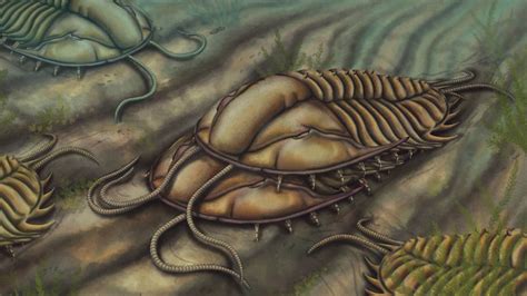 Trilobites Are Long Gone But Rare Fossil Reveals How They Mated Live Science