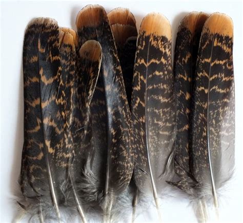 Ruffed Grouse Tail Feathers