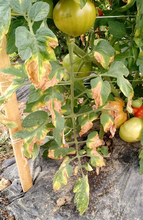 Getting To The Root Of The Matter Soilborne Diseases Of Tomato Ohio