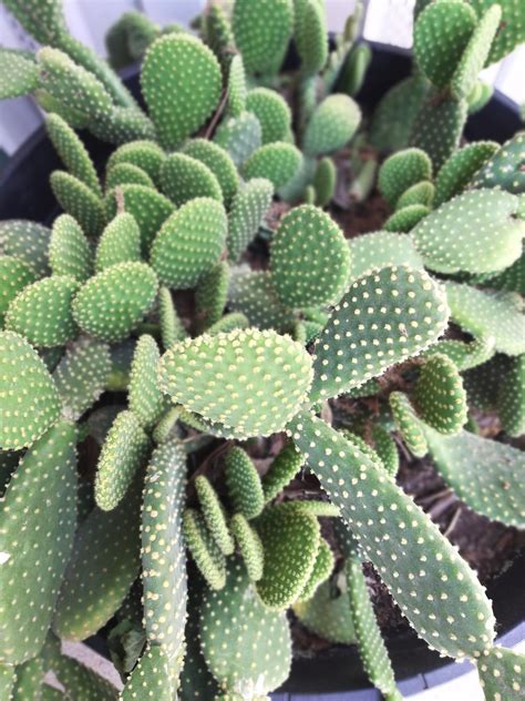 We have since moved to a new house and the cactus is putting off lots of new growth. A beautiful bunny ear cactus that's been with my family ...