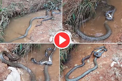 Viral Video King Cobra And Python Fight Aggressively In Water Watch