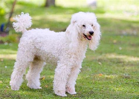 The Poodle Temperament The Top 6 Things You Absolutely Got To Know