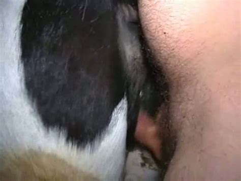 Hombres Follando Con Vacas Porno Bizarro Sexo Extremo Videos XXX