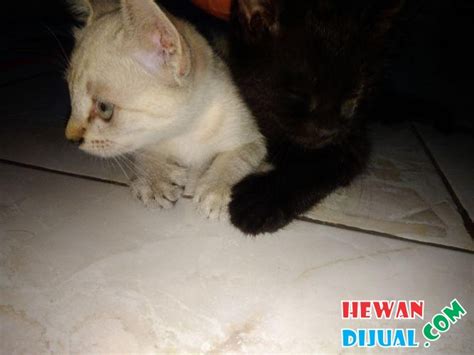 Sebab untuk penjagaan yang serius dari segi pemakanan adalah kesihatan rapuh kucing siam. Dijual Kucing Mix Siam Dan Mix Persia | HewanDijual.com