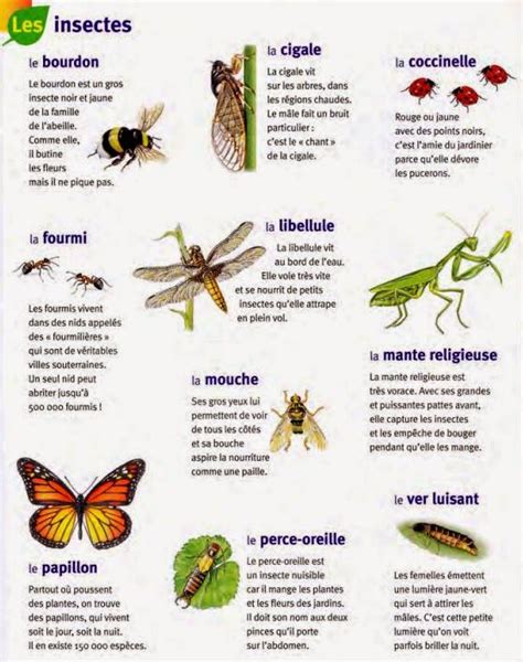 Les Insectes French Teacher Language And Elementary Schools