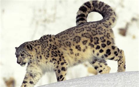 Scientists Have Identified Three Subspecies Of Snow Leopard Earth