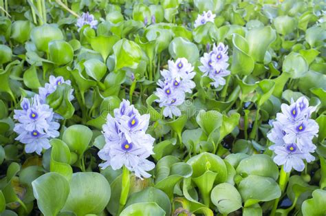 Eichhornia Crassipes Or Water Hyacinth Flowers Stock Image Image Of