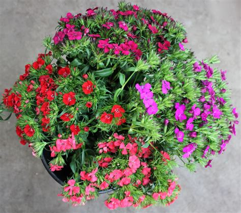 Gypsy Dianthus Stevens And Son Wholesale Florist