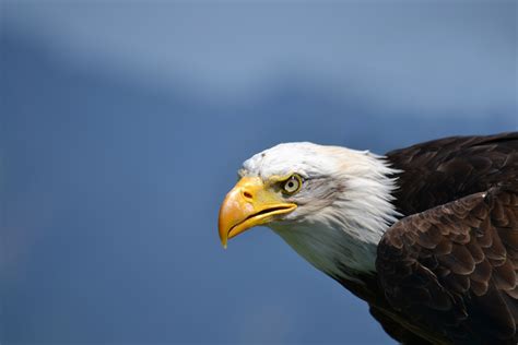 무료 이미지 비행 야생 생물 부리 미국 동물 상 맹금류 새의 먹이 대머리 독수리 닫다 척골가 있는 매