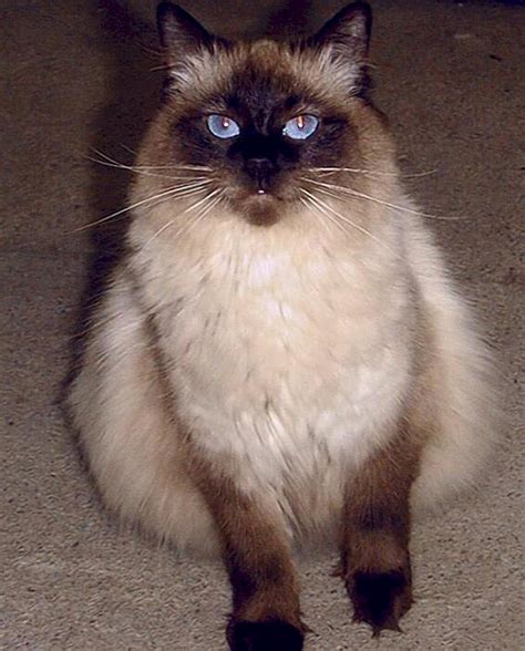 The Best Online Pets Info The Balinese Cat