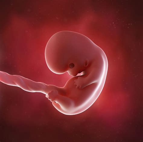 Fetal Development — Middlesex London Health Unit
