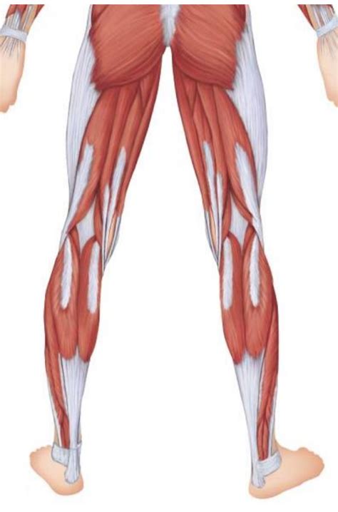 The single bone in the thigh is called the femur. Knee Muscles Quizlet - Human Anatomy