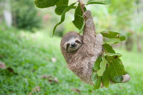 Cute Baby Sloths In Costa Rica Feature In Pbs And Bbc Program