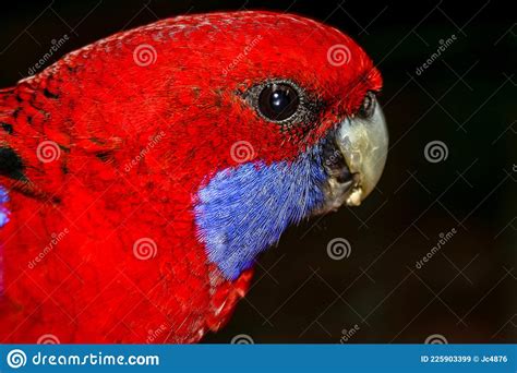 Close Up Of Native Australian Rosella Bird With A Red Head And Flash Of