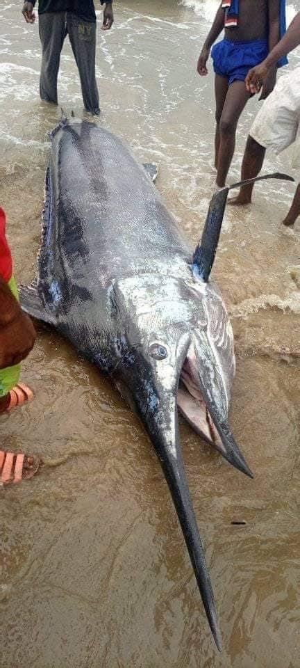 Biggest Catch Yet Swordfish Caught In Andoni Lga Photonews