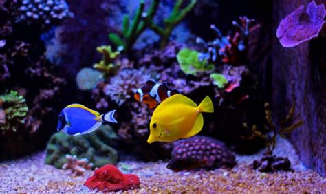 19 Most Beautiful And Peaceful Reef Safe Fish For Marine Aquarium